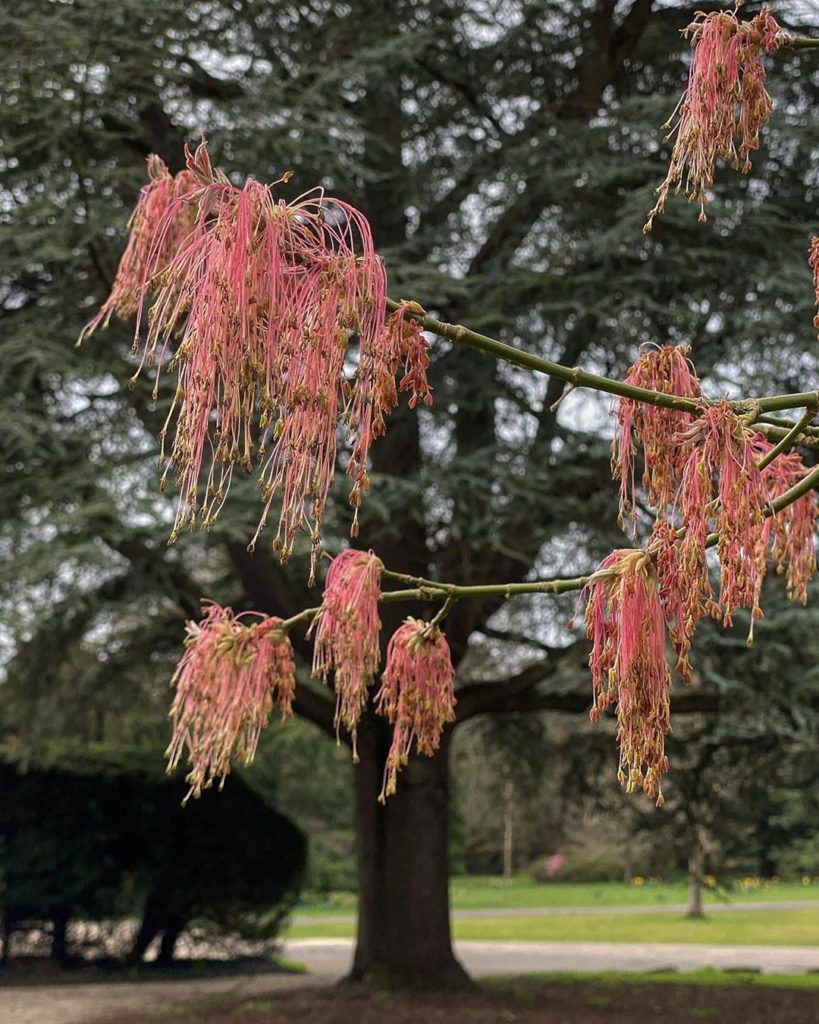 The #beauty that is Acer negundo  var. violaceum : check out those #tassles ...