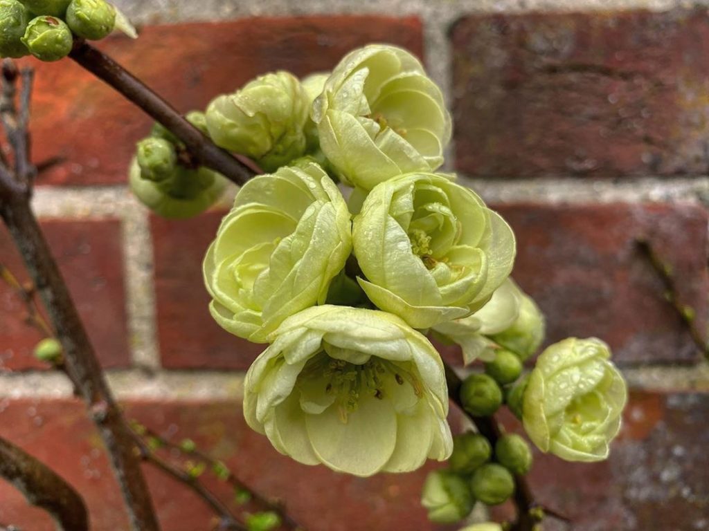 What a winner : Chaenomeles speciosa ‘Kinshiden’ : set off perfectly against the...