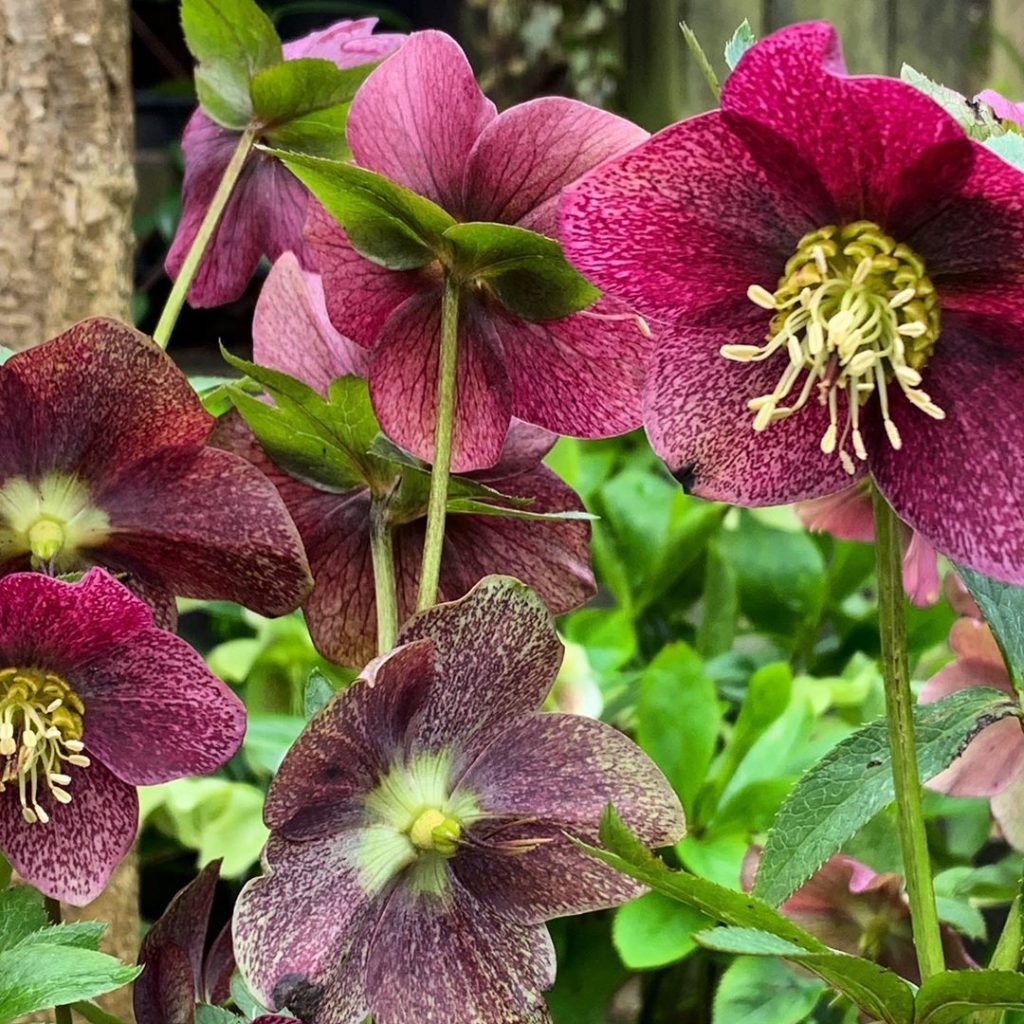 kategouldgardens: So, only about two months too late the Hellebores have been stripped of their ol… So, only about two months too late the Hellebores have been stripped of their ol...