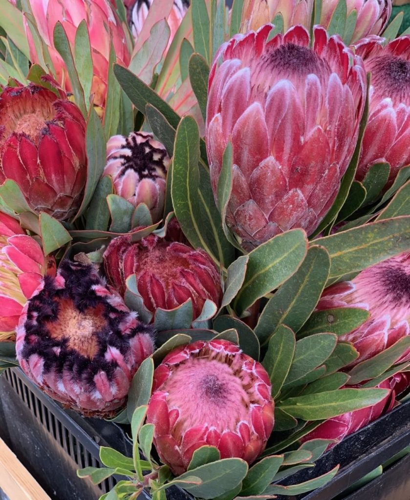 Pretty protea for #flowerfriday 
.
.
#protea #proteas #flowerlovers #flowerlover...