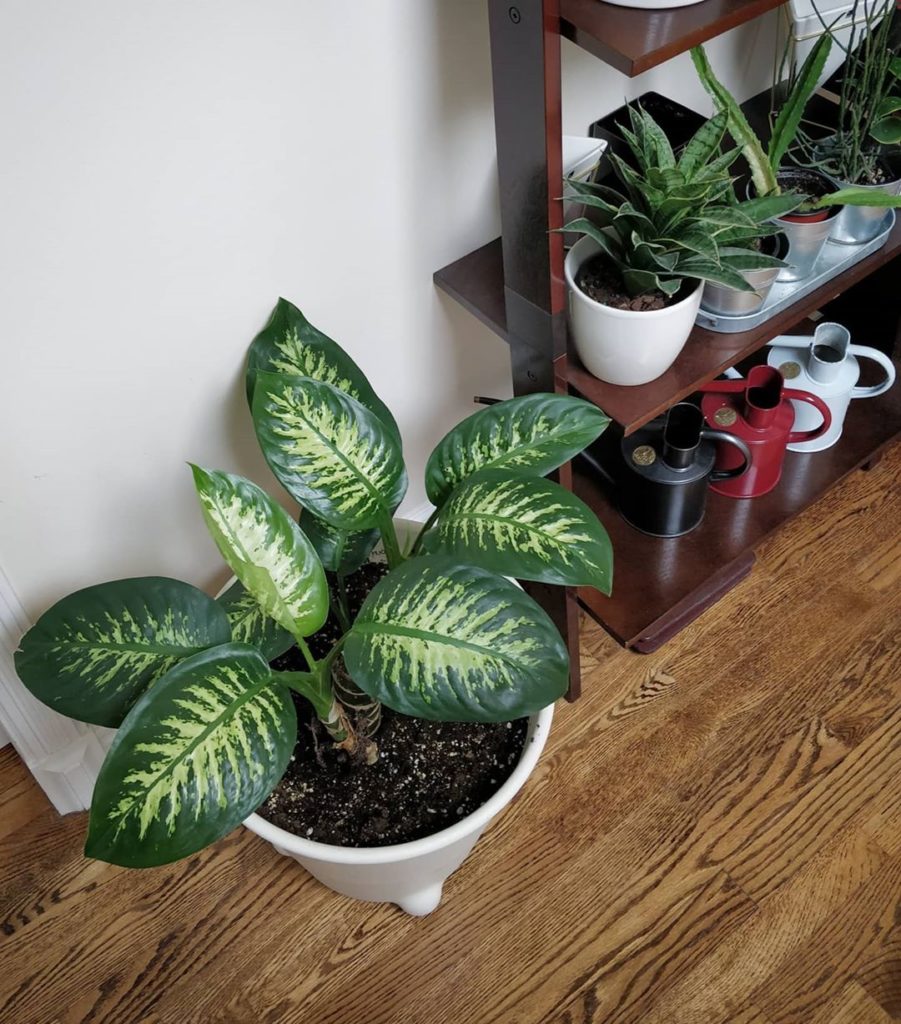 Dieffenbachia growing nicely! (and #sorrynotsorry about showing off my collectio...