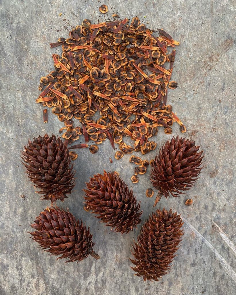 Ooooh... #seeds from the rare Platycarya strobilacea ... propagation time. As yo...