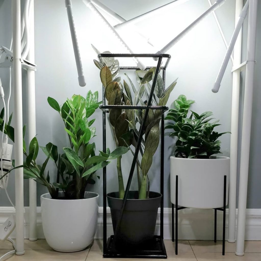 [1] Eye candy: my collection of zz plants - regular, raven, zenzi - still lookin...