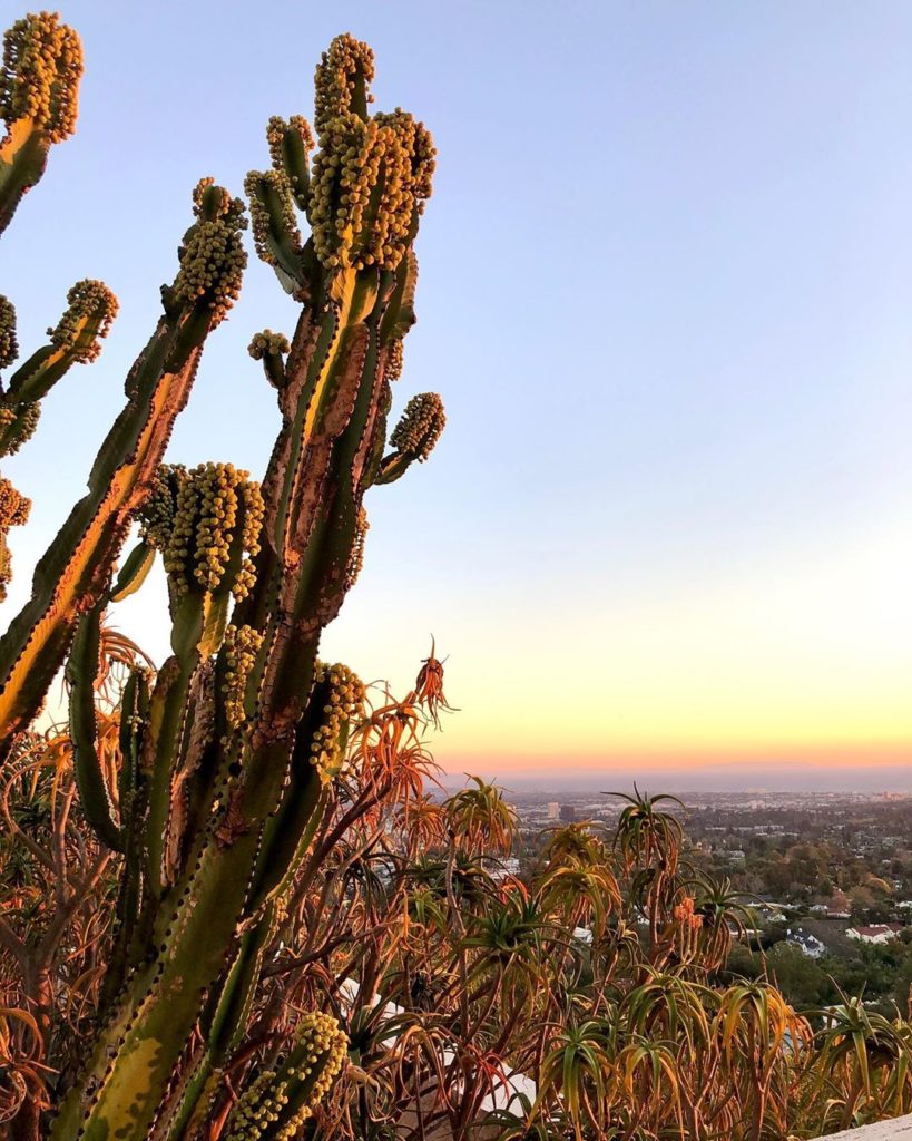 Flashback to succulents soaking up the sunset — #euphorbiaingens and #treealoe #...