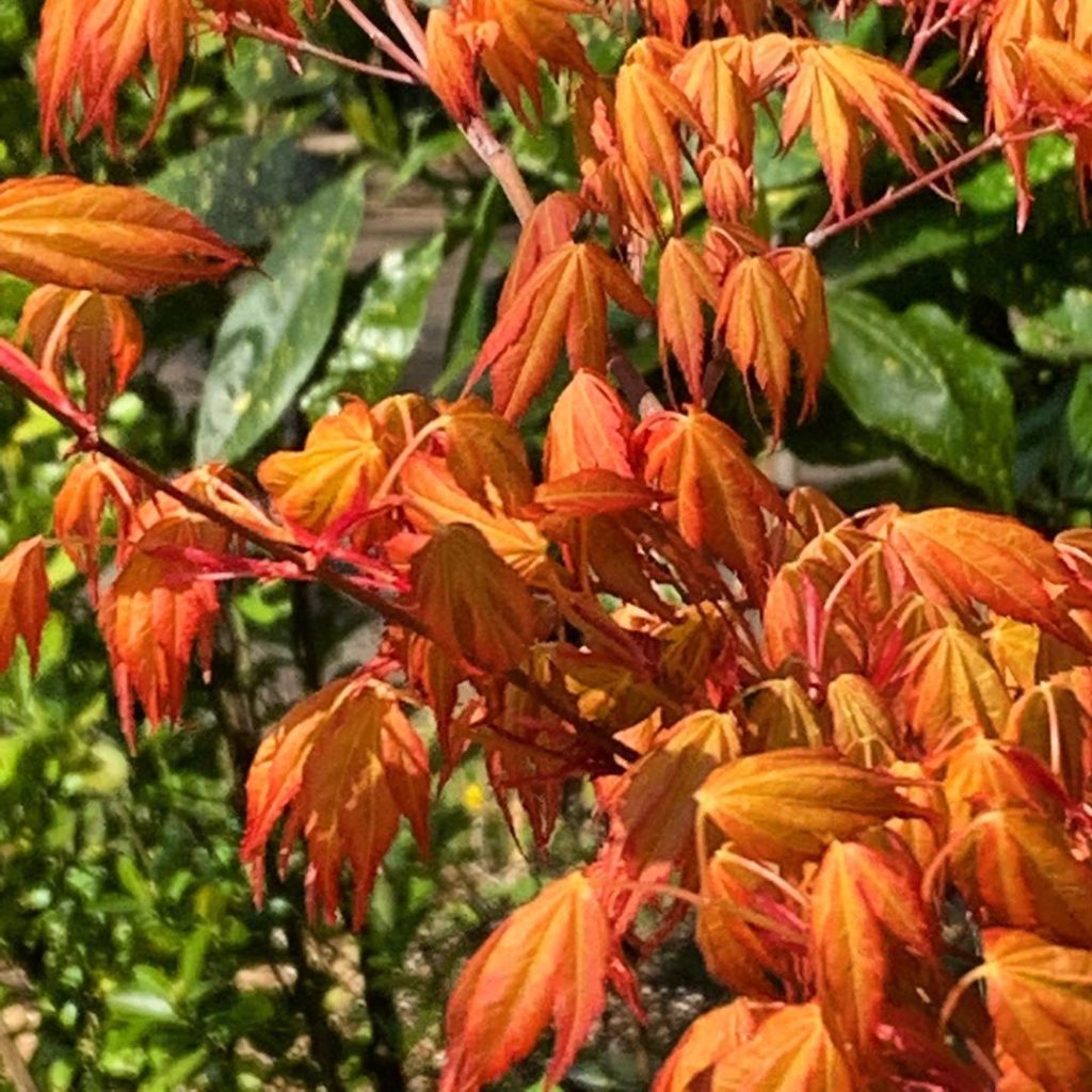 Emerging Acer #acer #maple #spring #foliage #colour #gardendesign #gardening #ga...