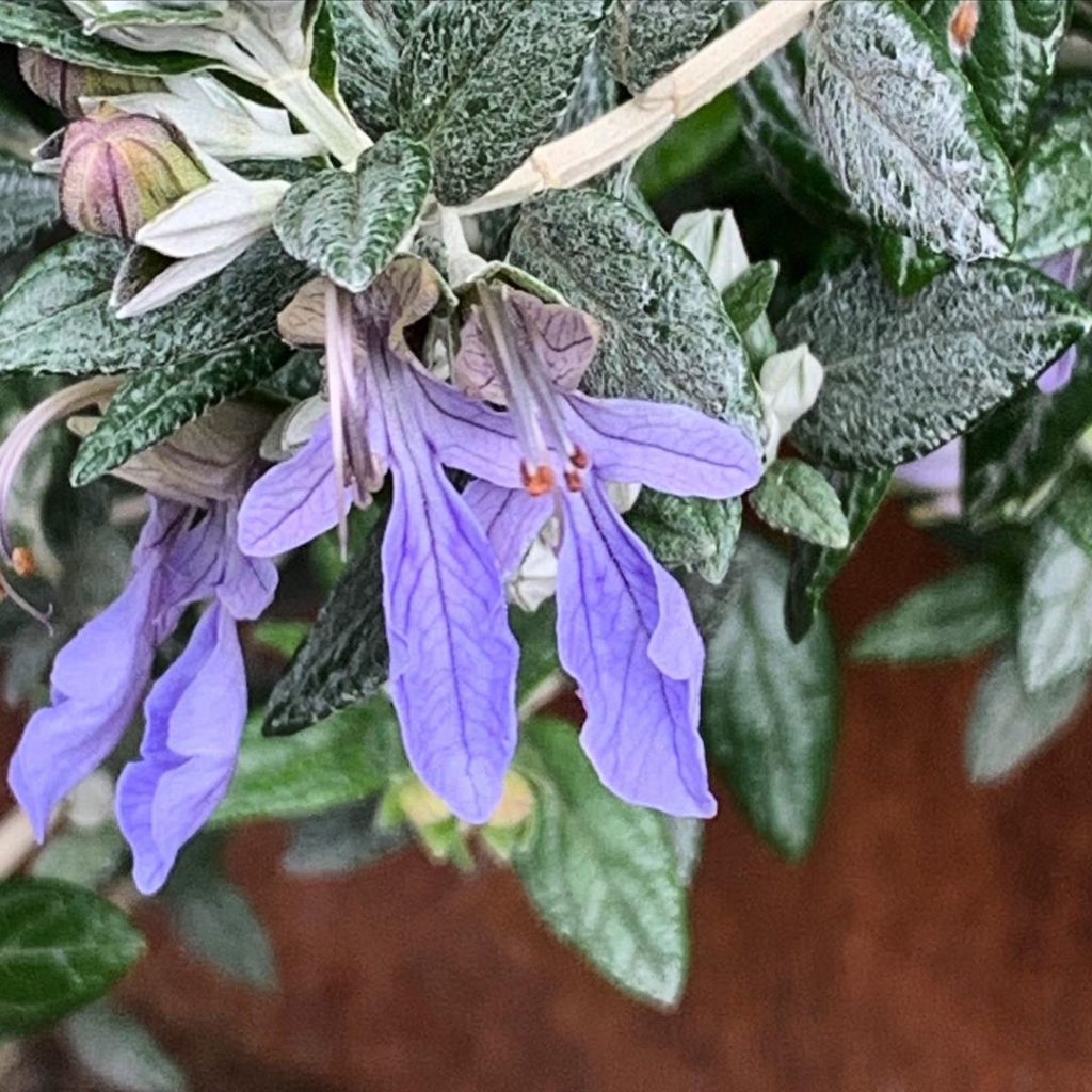 kategouldgardens: Well, ironically the sun came out just as we should all stay inside! It has bro… Well, ironically the sun came out just as we should all stay inside! It has bro...