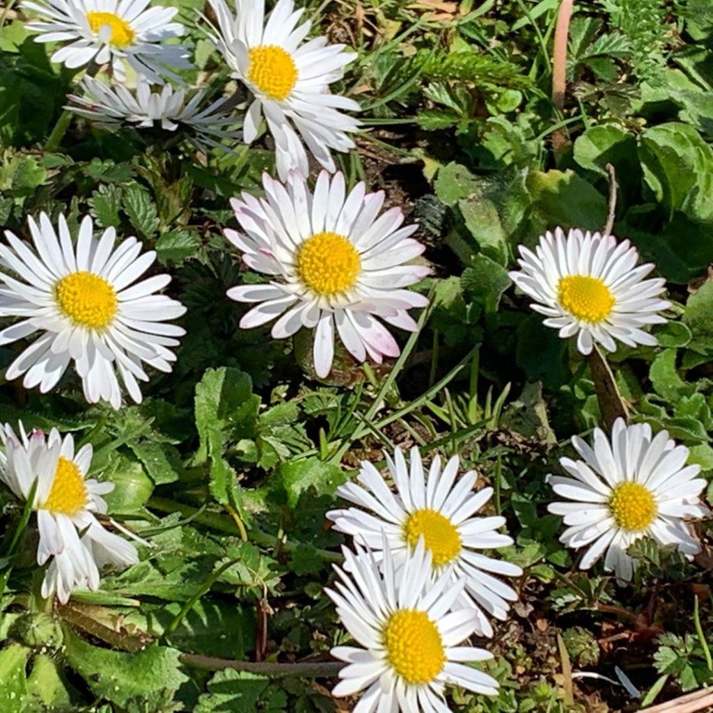 Seriously cheery #daisy #lawn #gardens #loveplants #plantsofinstagram...