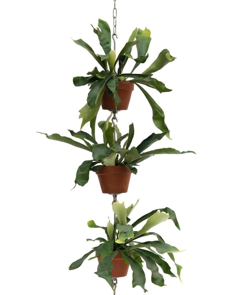 Make your elkhorns fly with SkyPots! @skypots_usa It’s an all-new way to vertica...