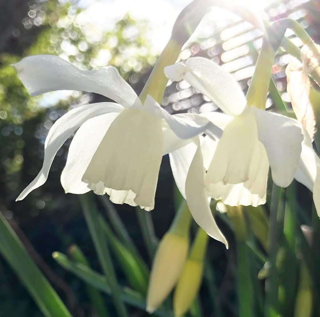 sheilajacklandscapes: Reasons to be cheerful… #narcissusthalia #spring #sunshine #staystrong #stayho… Reasons to be cheerful... #narcissusthalia #spring #sunshine #staystrong #stayho...