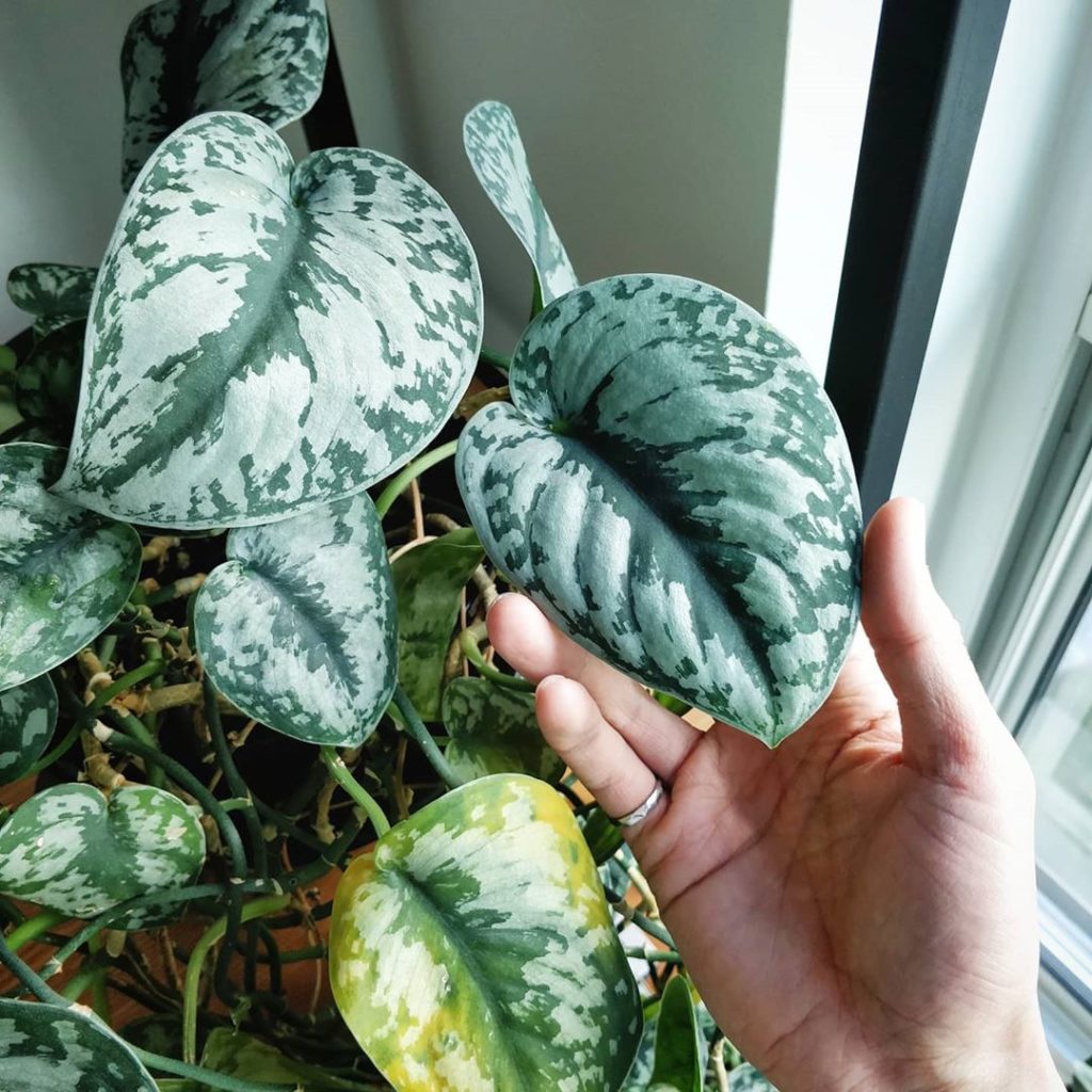 houseplantjournal: Scindapsus pictus ‘Exotica’ – loving the silvery blue. I get about one or two of… Scindapsus pictus 'Exotica' - loving the silvery blue. I get about one or two of...
