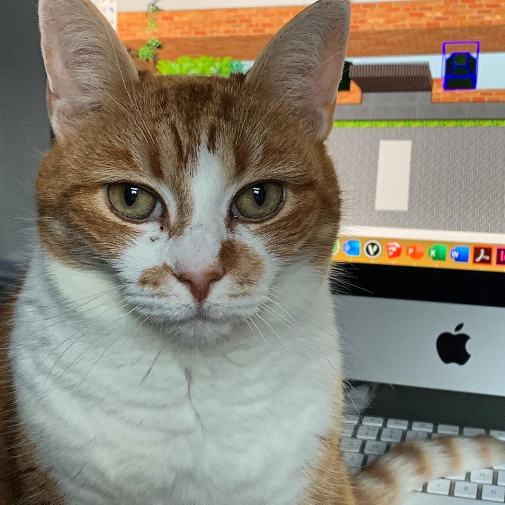 kategouldgardens: Having done several laps of the office & discovered that there are STILL no laps… Having done several laps of the office & discovered that there are STILL no laps...