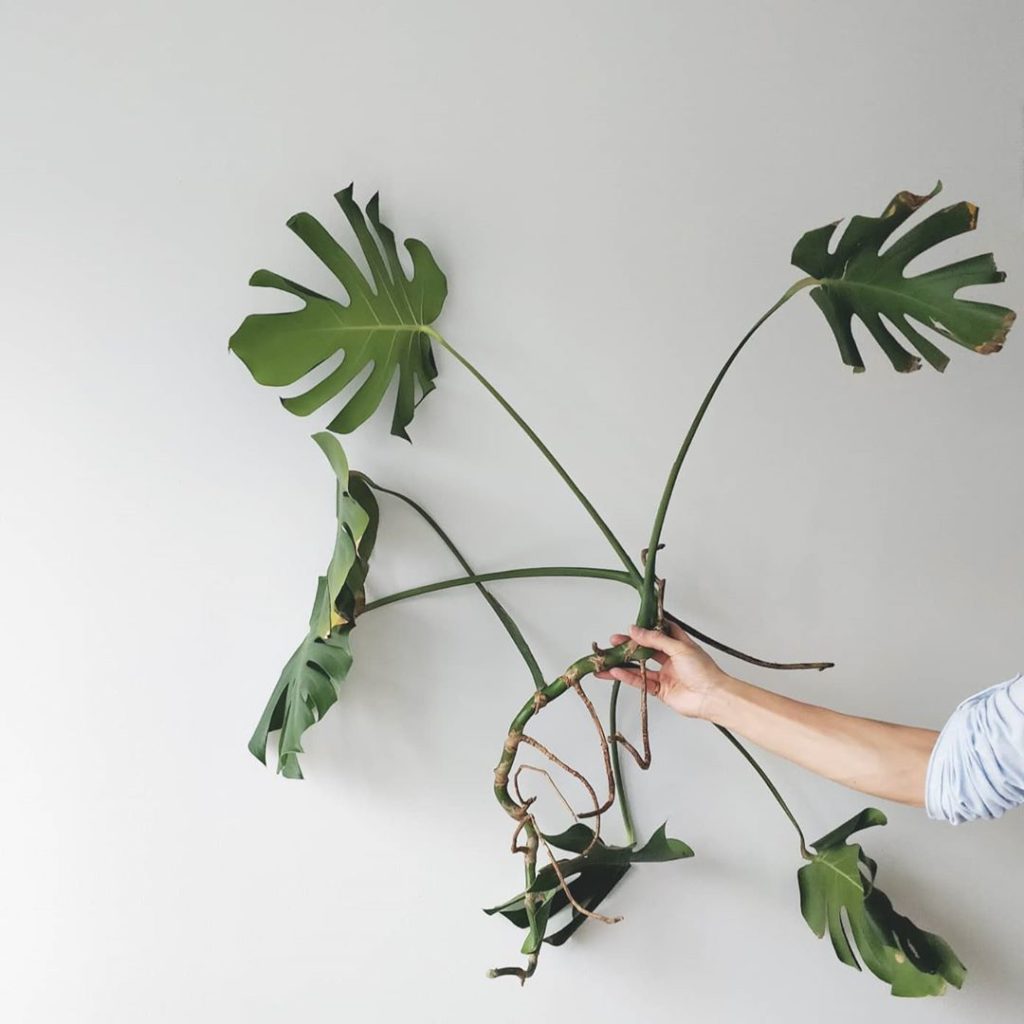 houseplantjournal: Experiment: I took a cutting from my big Monstera and, due to the weird shape of… Experiment: I took a cutting from my big Monstera and, due to the weird shape of...