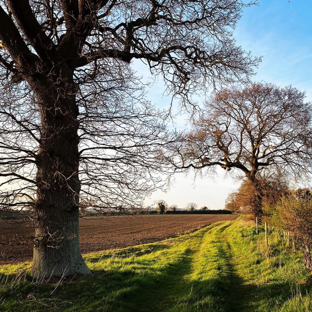 Mighty oaks #strength #resilience #muchneeded #iorestoacasa #pleasestayhome #dog...