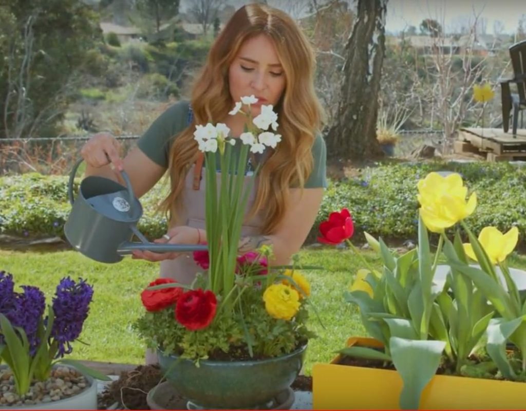 Planting spring flowers in containers is a great way to add some color to your c...