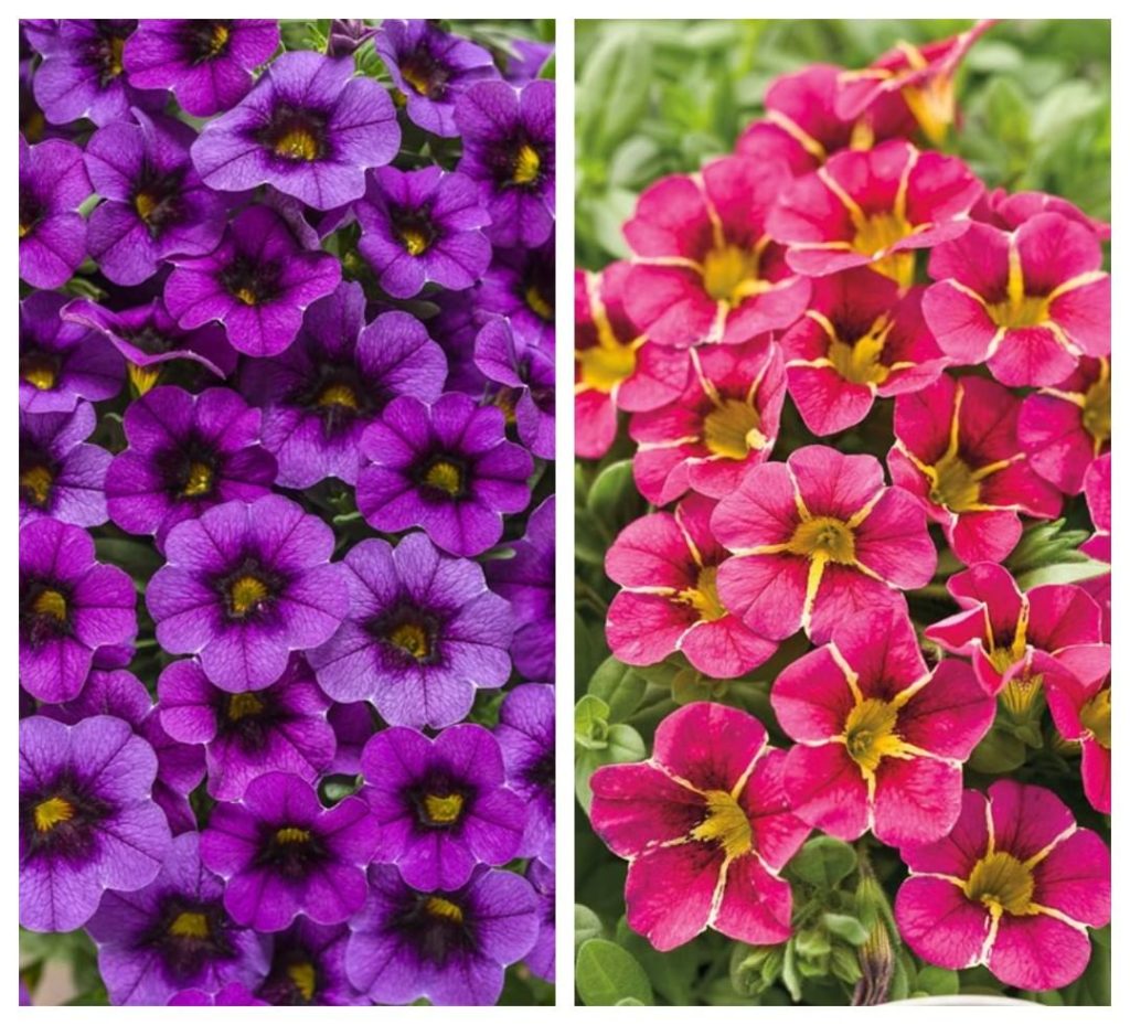 gardendesignmag: Purple… or Pink Calibrachoa?
.
These spring flowers look great in a hanging ba… Purple... or Pink Calibrachoa?
.
These spring flowers look great in a hanging ba...
