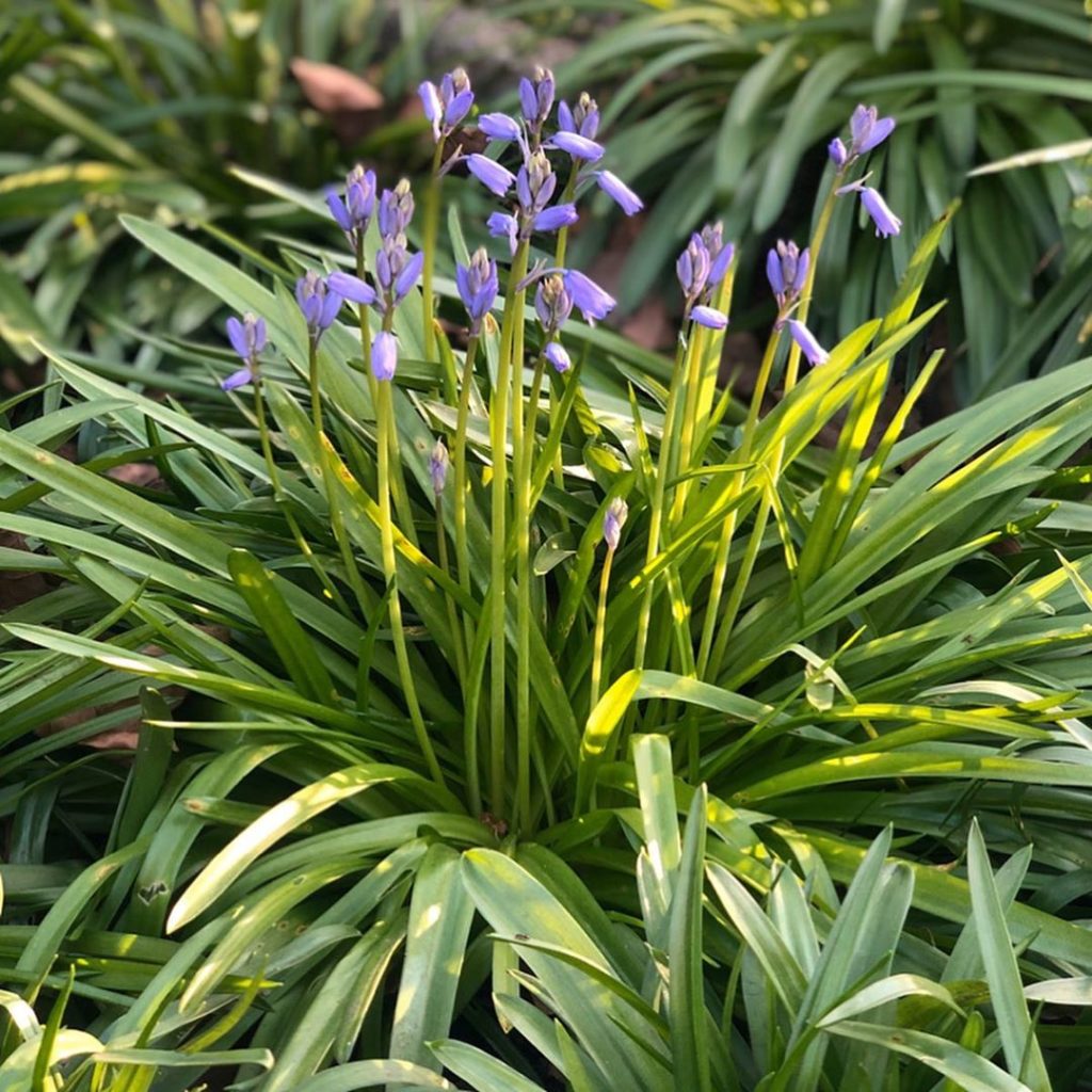 Little clumps of the earlier and bigger Spanish Bluebells starting to flower in ...