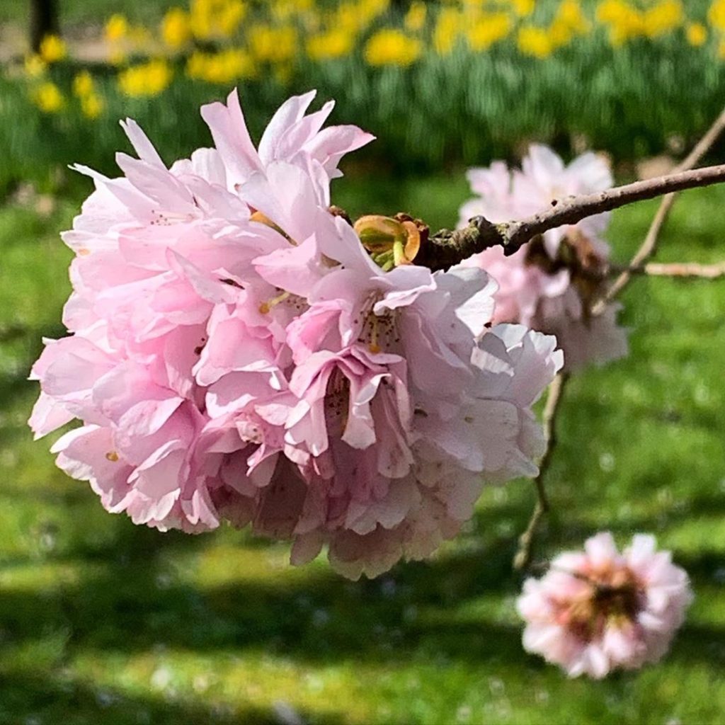 Cherry with a splash of Daffs at the back. Pink and yellow??? Yes - it’s spring ...