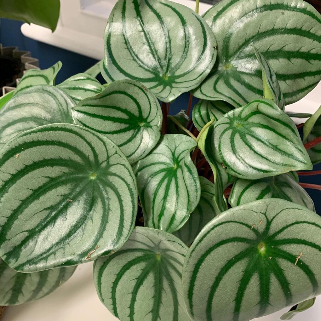Green pinstripe suit with red piping... My ability to (unintentionally & probabl...