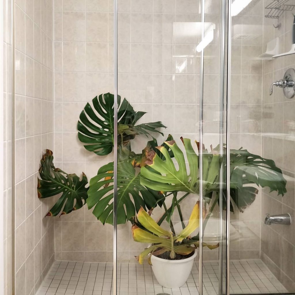 houseplantjournal: Due to the church shut down, I had to take this guy home. If the only space for … Due to the church shut down, I had to take this guy home. If the only space for ...