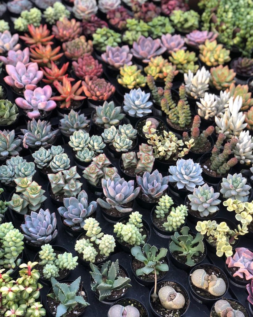 fairyblooms: PLEASE stay home! Social Distancing is Key We are currently adding NEW STOCKS D… PLEASE stay home! Social Distancing is Key We are currently adding NEW STOCKS D...