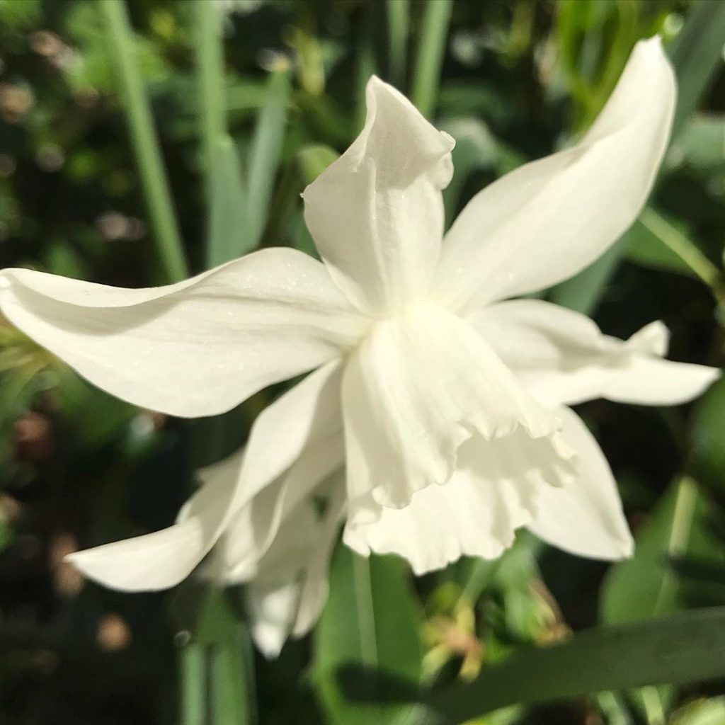 #narcissus #thalia keeping me company...