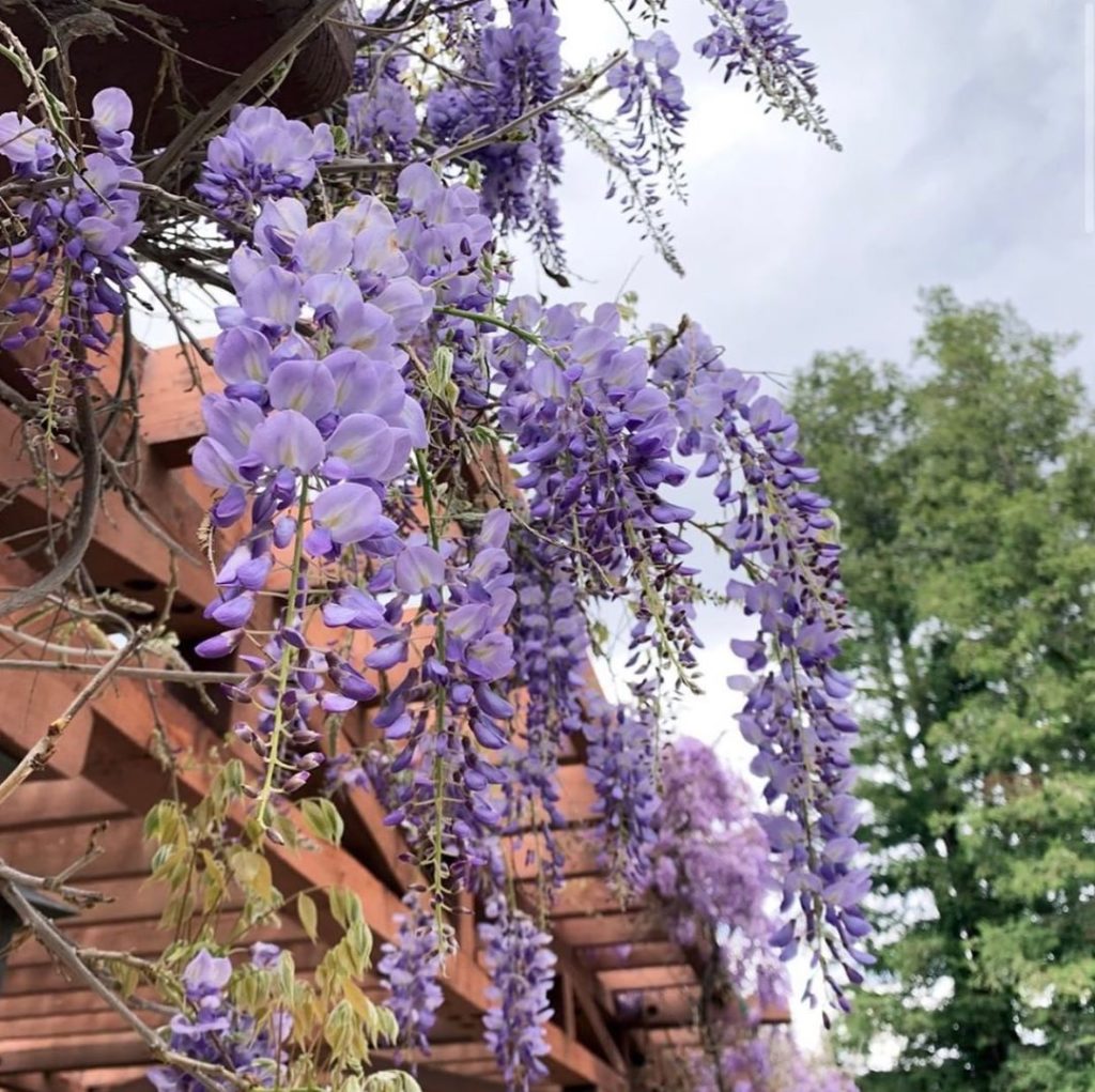 Here’s a spring postcard from @descansogardens so you can visit from home!
.
Wha...