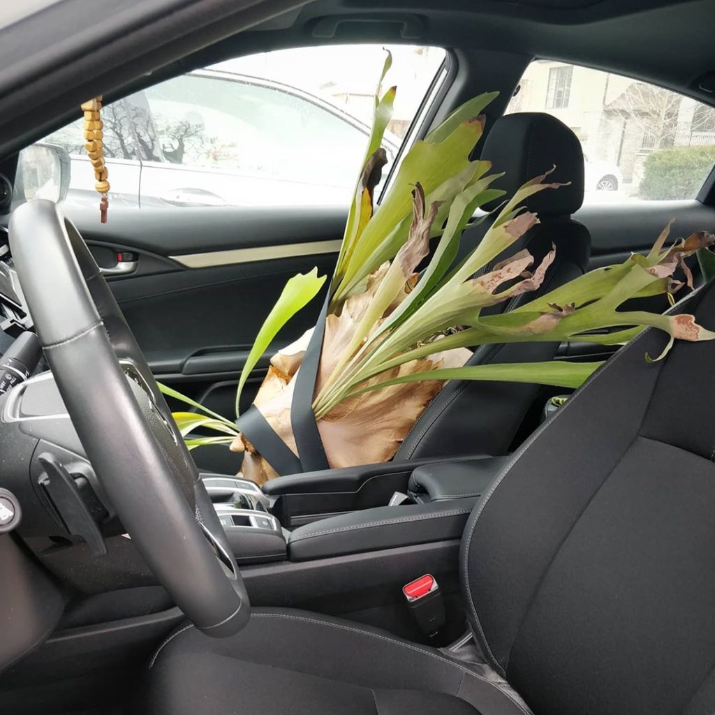 houseplantjournal: In an effort to stay locked down, I decided to bring my staghorn fern home. I co… In an effort to stay locked down, I decided to bring my staghorn fern home. I co...