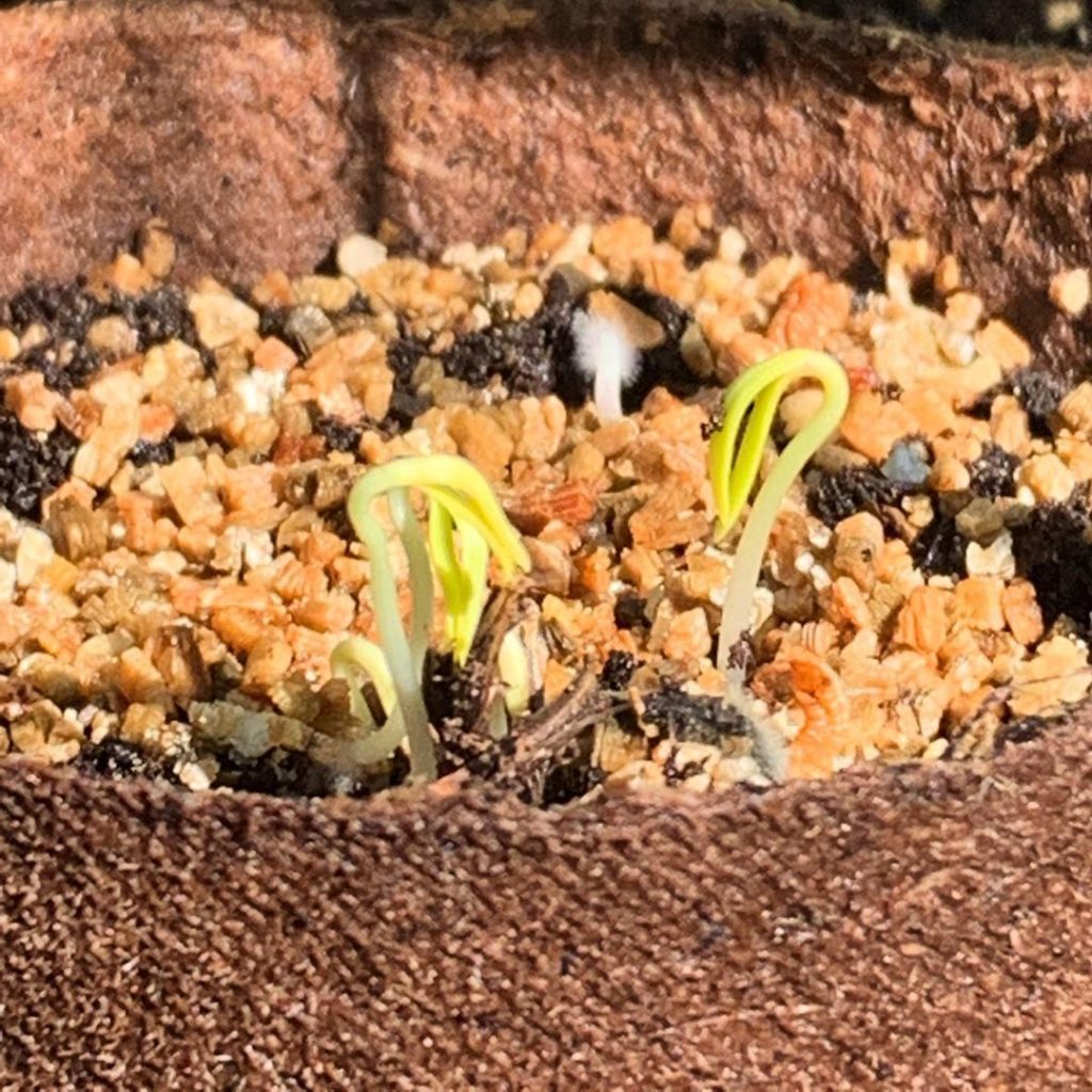 Hello! #seeds #cotyledon #cosmos #gardening #gardendesign #gardens #growfromseed...