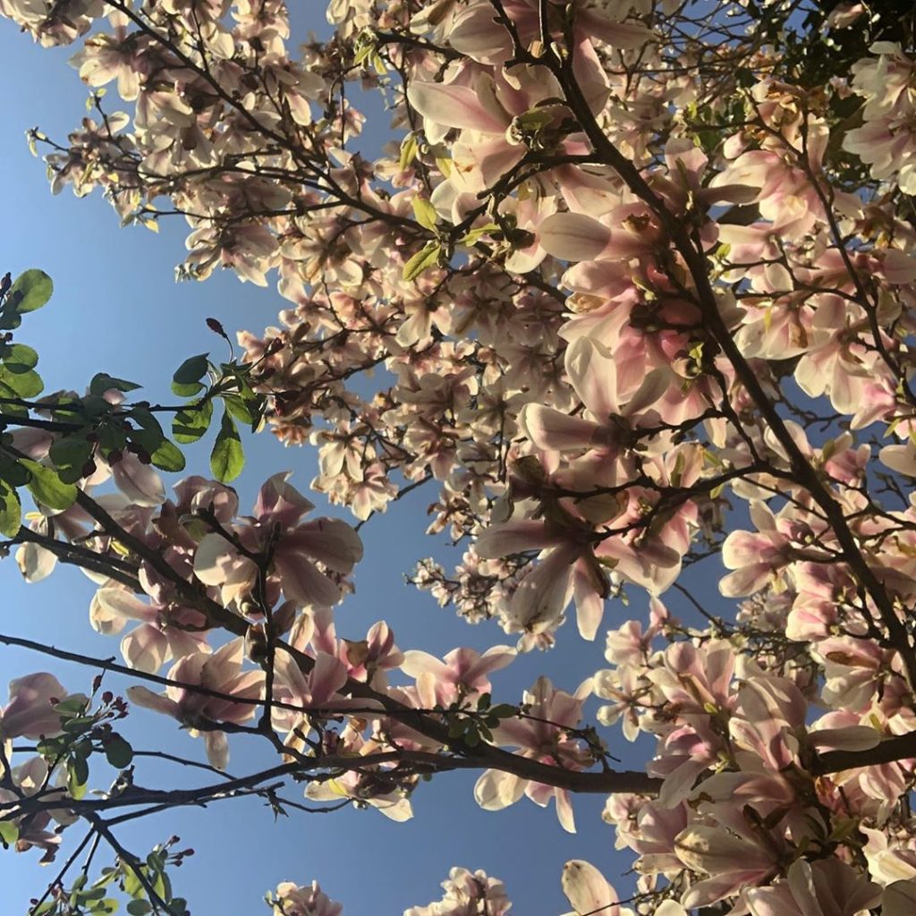 Captured before the petals hit the floor and end up as a squishy mess. Enjoy whi...