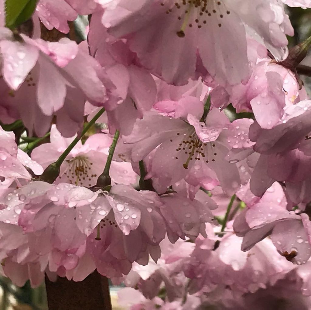 Just a bit of fluffy lightness on a dull day #prunus #cherryblossom #spring #gar...