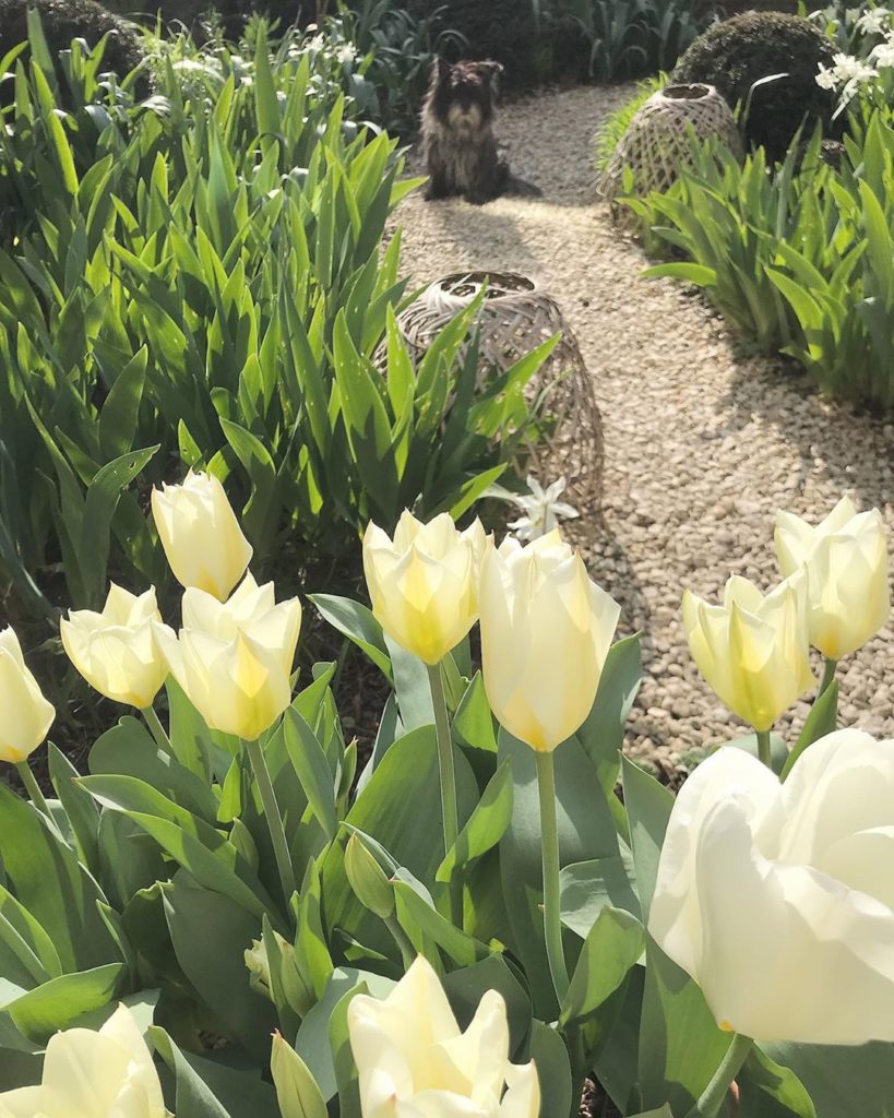 Good morning! #staysafe wherever you call home #springtime #inmygarden  #tulippu...