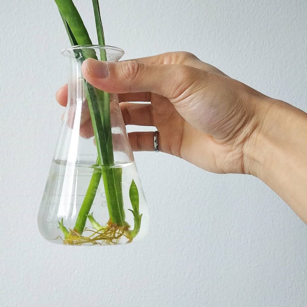 houseplantjournal: I’d say this experiment went well.
–
Don’t fixate on all the “techniques” while … I'd say this experiment went well.
-
Don't fixate on all the "techniques" while ...