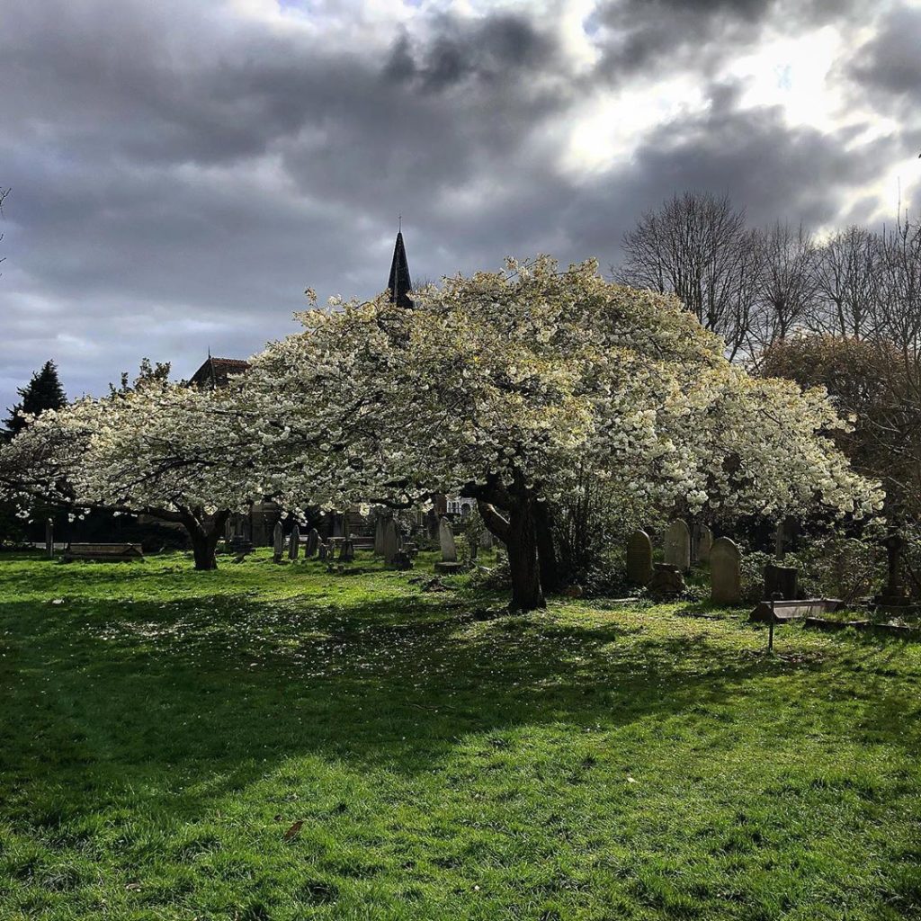 Moody sky and my new favourite Cherry tree (Prunus Tai Haku). Keep exercising an...