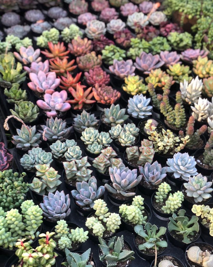 fairyblooms: PLEASE stay home! Social Distancing is Key We are currently adding NEW STOCKS D… PLEASE stay home! Social Distancing is Key We are currently adding NEW STOCKS D...