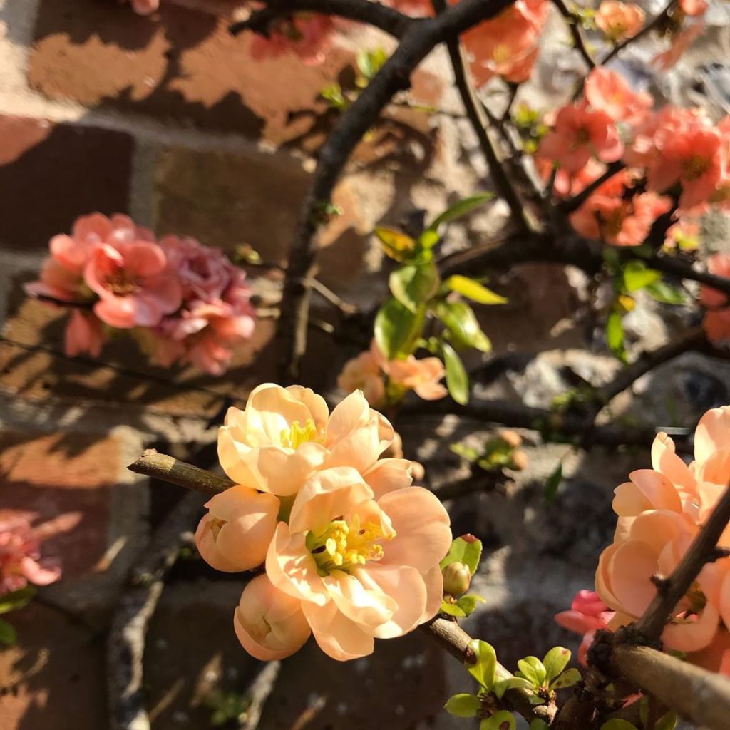 The #chaenomoles against a brick and flint wall in our garden is the perfect har...