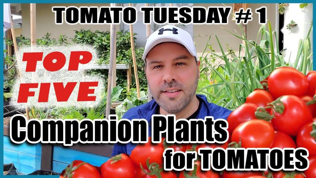 5 Best Companion Plants for Tomatoes for Maximum Yields and Healthy Plants & 2 Plants Tomatoes Hate