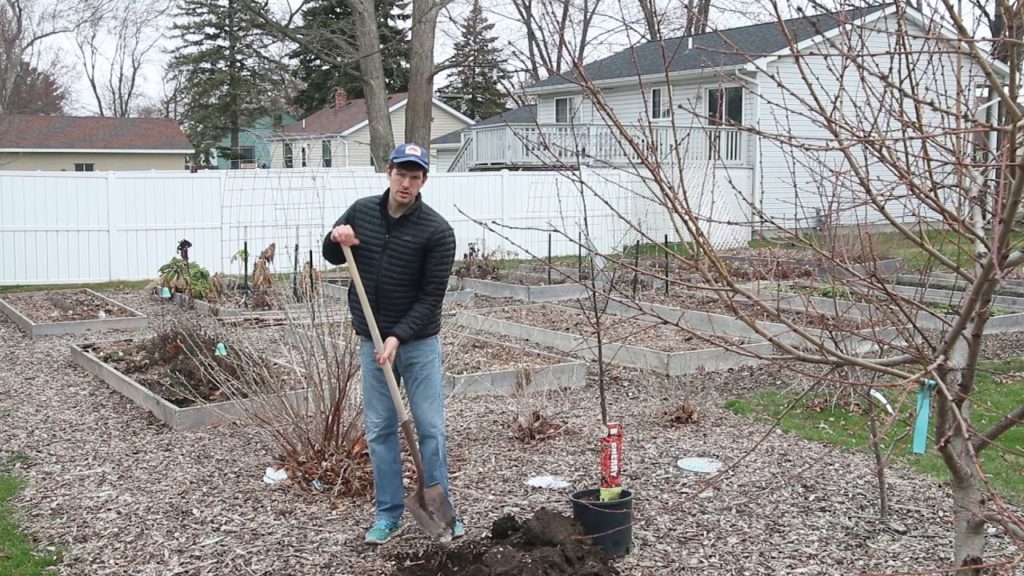 My Policy on Taking Out Living Trees