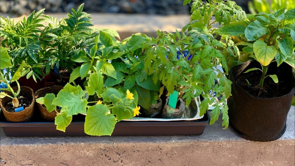 🍅LIVE: 3 Tips for Growing Your Emergency Vegetable Garden - FAST (REPLAY)