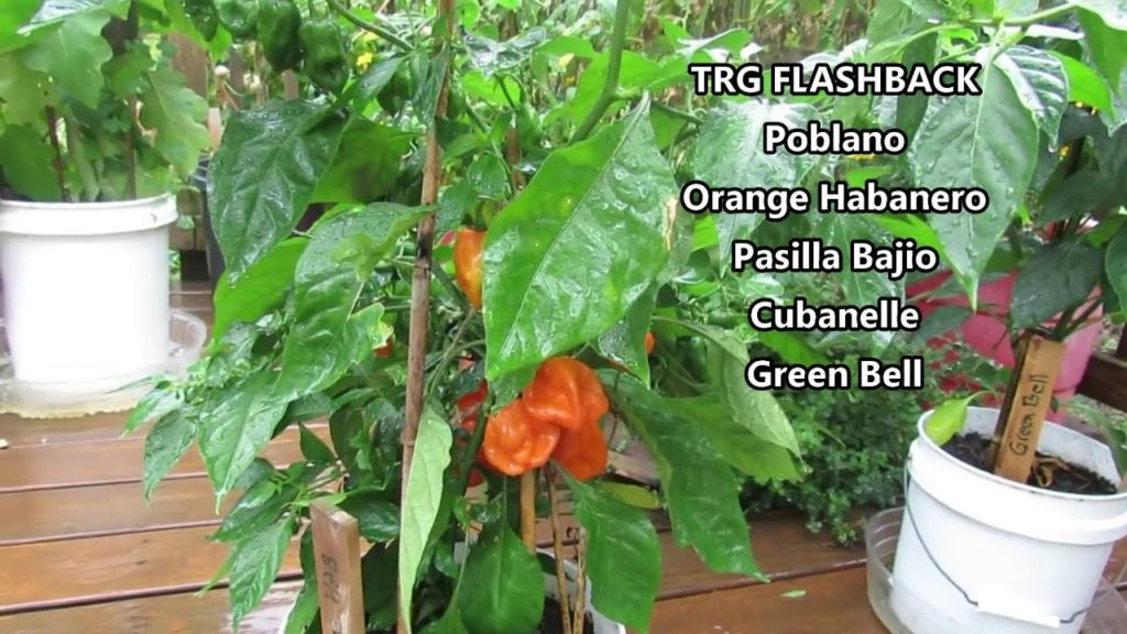 5 Mature Sweet & Hot Peppers You Can Grow in 2.5 Gallon (Small) Containers: TRG FLASHBACK