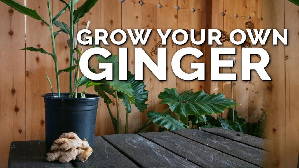 Epic Gardening: How to Grow Ginger in Containers And Get a Huge Harvest How to Grow Ginger in Containers And Get a Huge Harvest