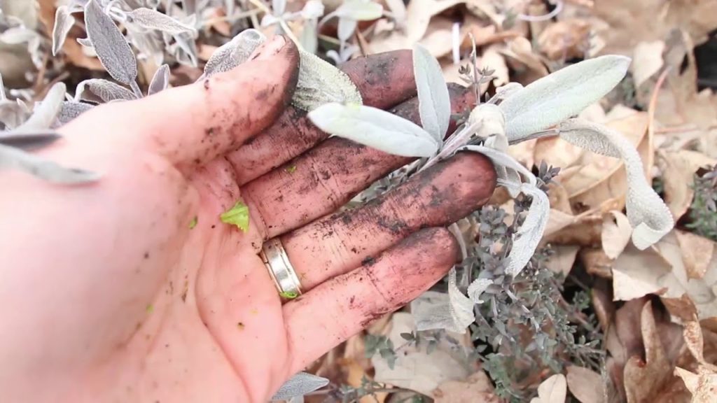 Complete April Garden Update in 5 Minutes