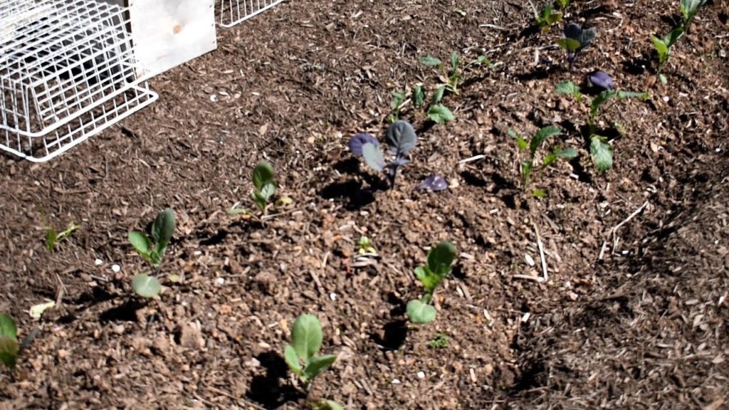 Where to Plant My  'Emergency' Vegetable Garden on a Budget E-2:  Garden Bed Options & Fertilizers