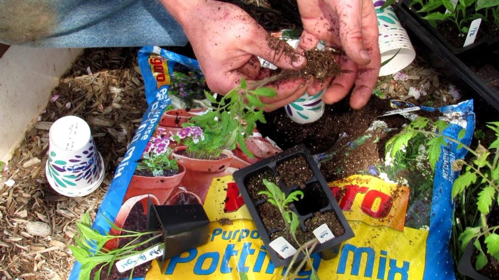 Gary Pilarchik: How to Separate and Pot-Up Your Tomato & Pepper Seedlings into Larger Cups: Let Them Rest & Recover! How to Separate and Pot-Up Your Tomato & Pepper Seedlings into Larger Cups: Let Them Rest & Recover!