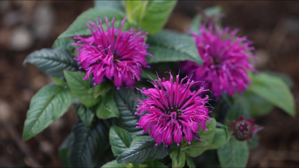 Planting Bee Balm & Staking a Leaning Hydrangea Tree! 💗🐝🌿// Garden Answer