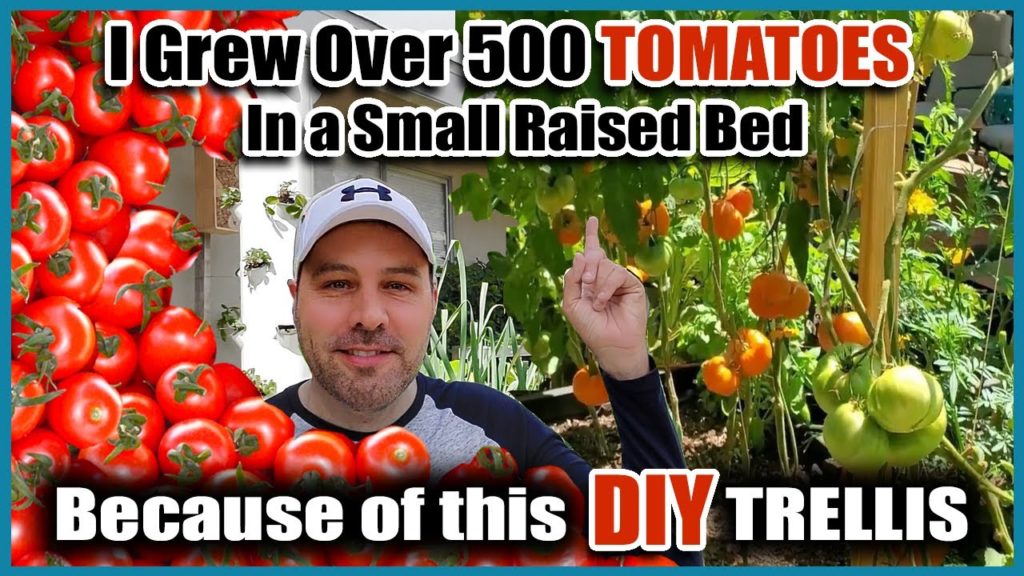 California Garden TV: Grow Way More Tomatoes In Less Space! – Best Way to Trellis Tomatoes EVER!!! Grow Way More Tomatoes In Less Space! - Best Way to Trellis Tomatoes EVER!!!