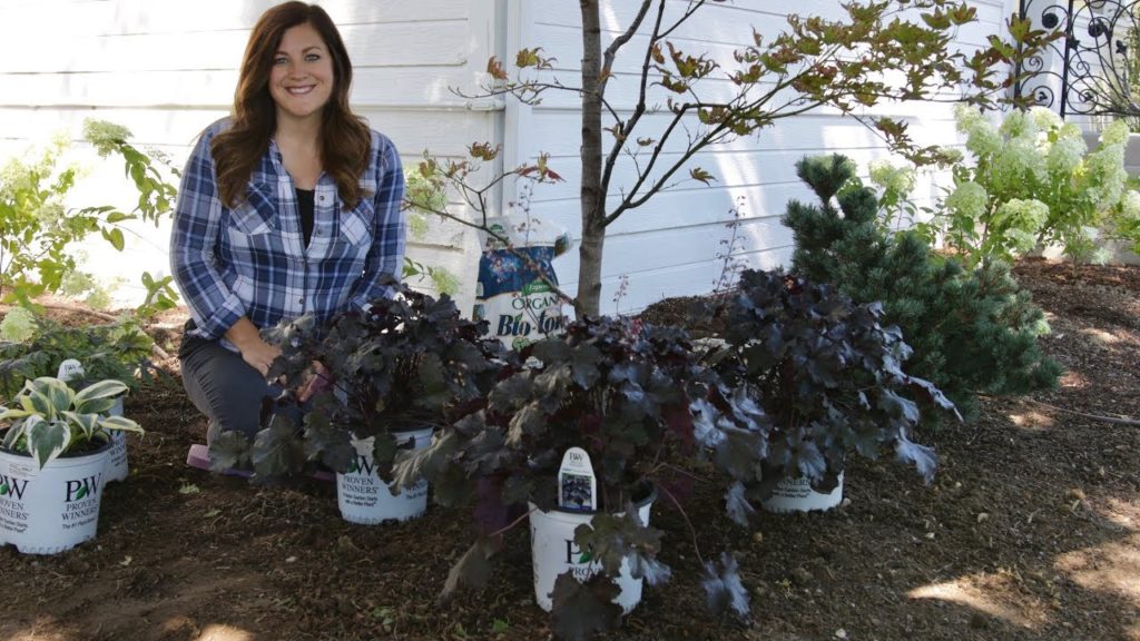 Planting Black Pearl Heuchera // Garden Answer