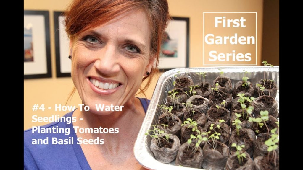 First Garden Series # 4 - Watering Seedlings & Planting Tomato & Basil Seeds