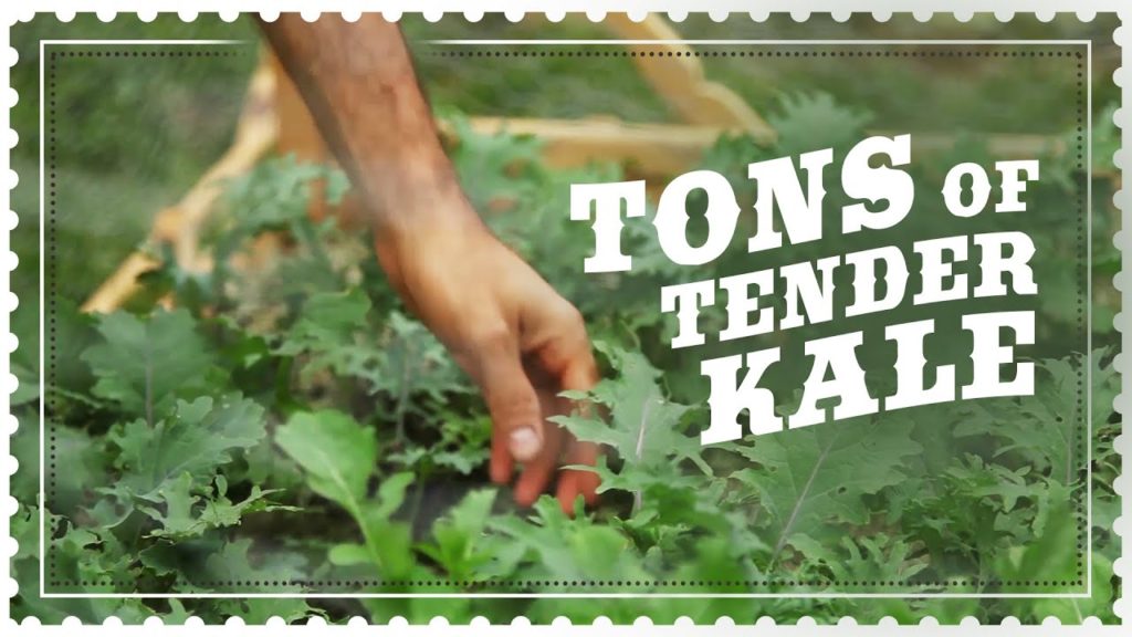 GROW Tender KALE from Seed at Home
