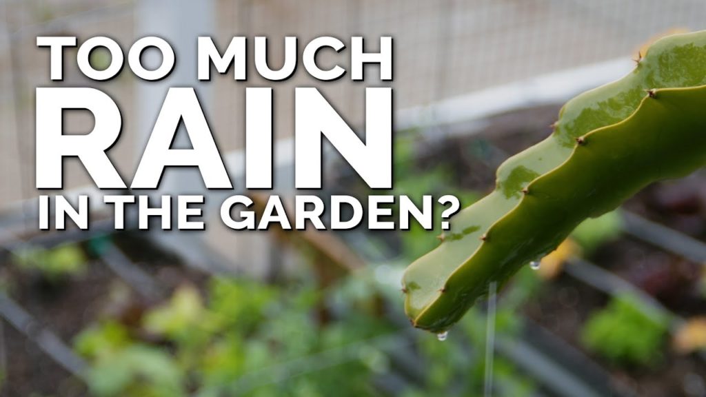 Epic Gardening: 5 Tips to Save Your Vegetable Garden After Too Much Rain 5 Tips to Save Your Vegetable Garden After Too Much Rain