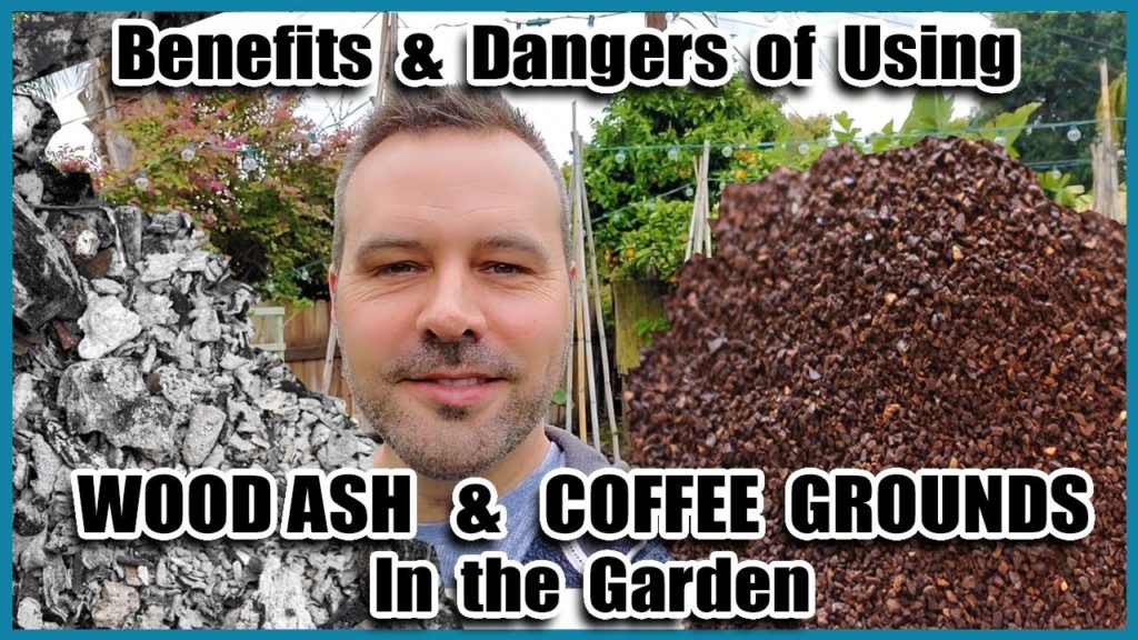 Benefits and Dangers of COFFEE GROUNDS and WOOD ASH in the Garden // Beginning Gardening